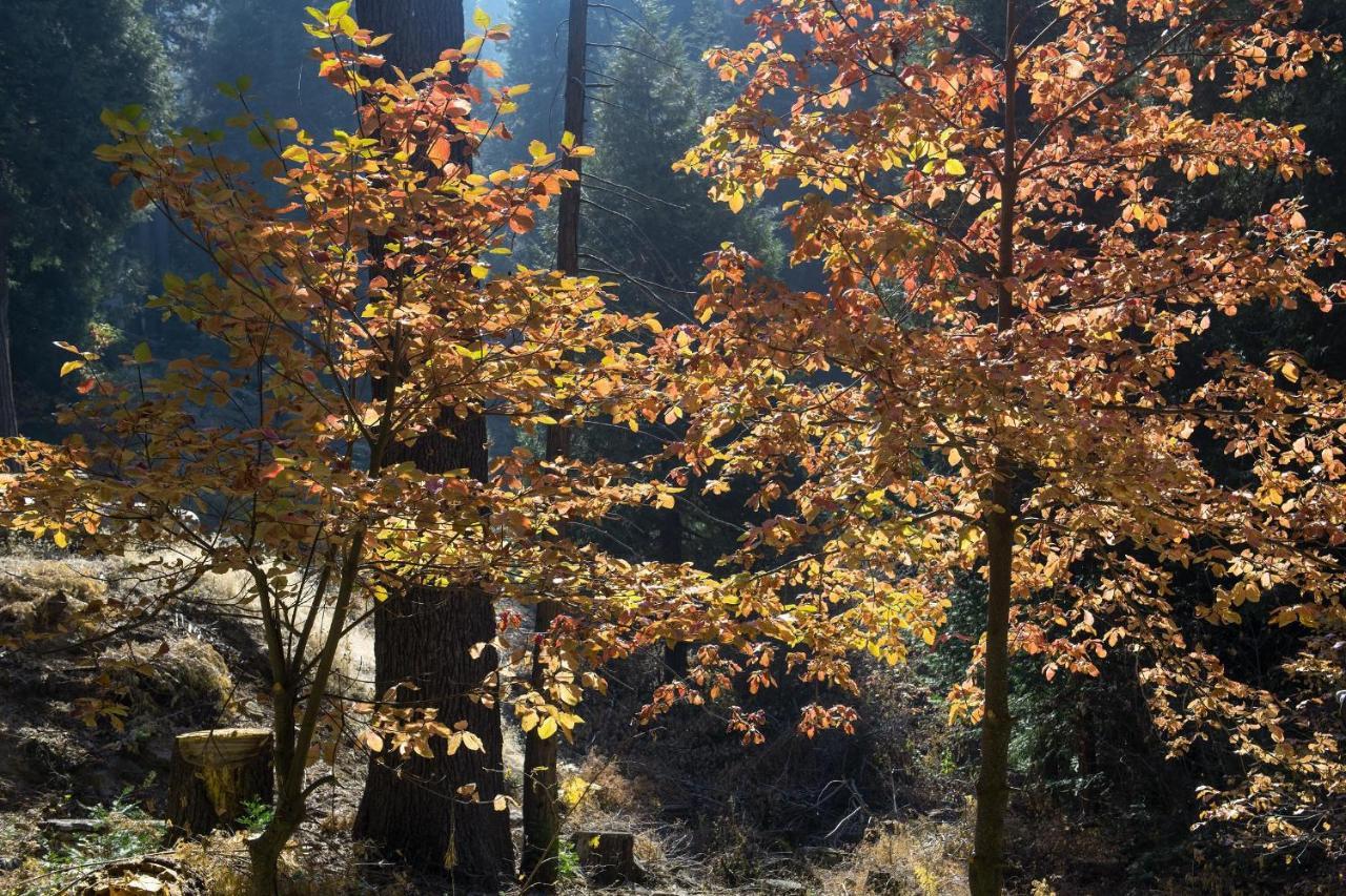 Boulder Ridge Villa Yosemite West Buitenkant foto